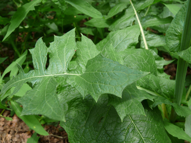 Nombreuses feuilles dentées et embrassantes par l'intermédiaire de 2 petites oreilles arrondies, les supérieures étant plus petites que les basales. Elles font penser à des feuilles de <I>pissenlit</I> mais en beaucoup plus grandes. Agrandir dans une nouvelle fenêtre ou onglet)